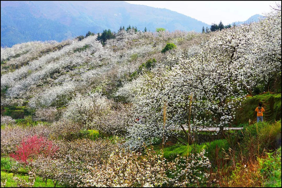 【春天，广西桂林灌阳县向您发出邀请！】我们在灌阳看梨花 - 游山玩水 - 榆林生活社区 - 榆林28生活网 yl.28life.net