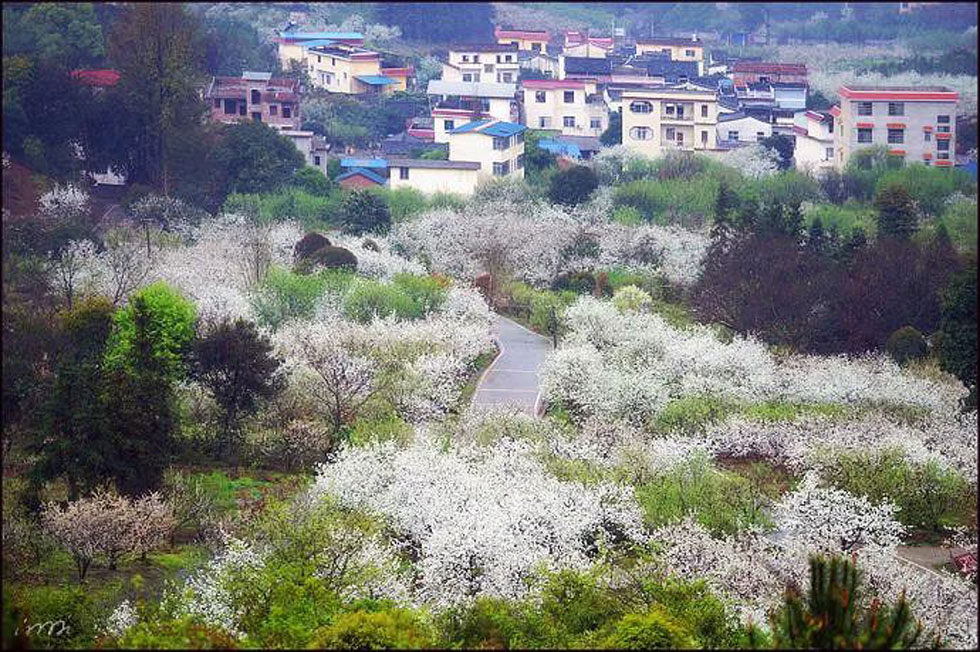 【春天，广西桂林灌阳县向您发出邀请！】我们在灌阳看梨花 - 游山玩水 - 榆林生活社区 - 榆林28生活网 yl.28life.net