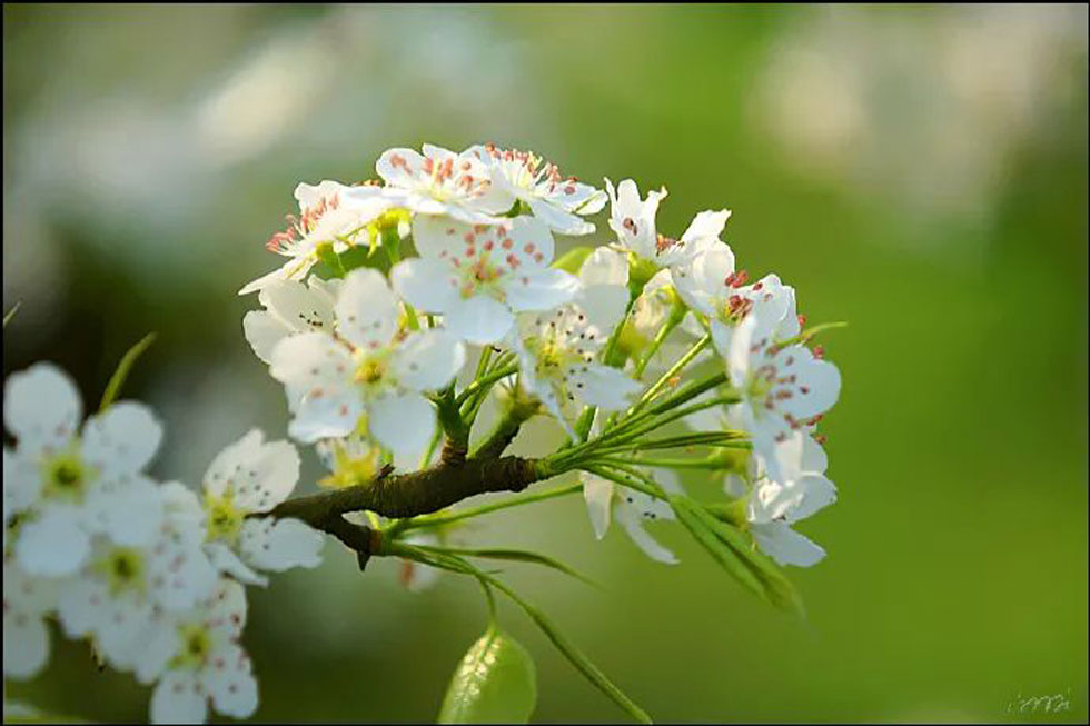 【春天，广西桂林灌阳县向您发出邀请！】我们在灌阳看梨花 - 游山玩水 - 榆林生活社区 - 榆林28生活网 yl.28life.net