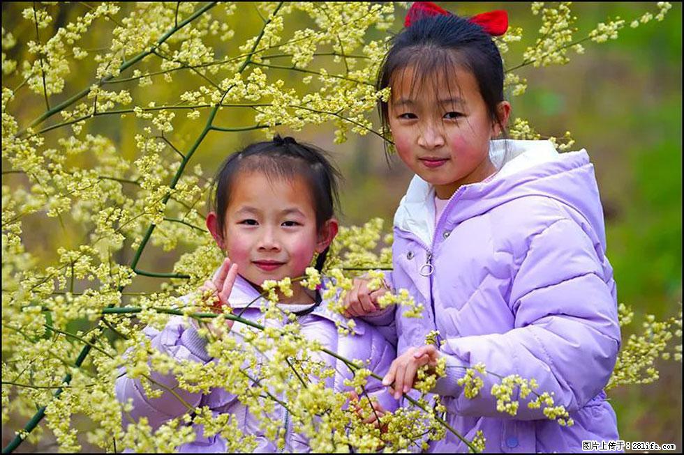 【春天，广西桂林灌阳县向您发出邀请！】米珠山前有片山苍子花在飘香 - 游山玩水 - 榆林生活社区 - 榆林28生活网 yl.28life.net