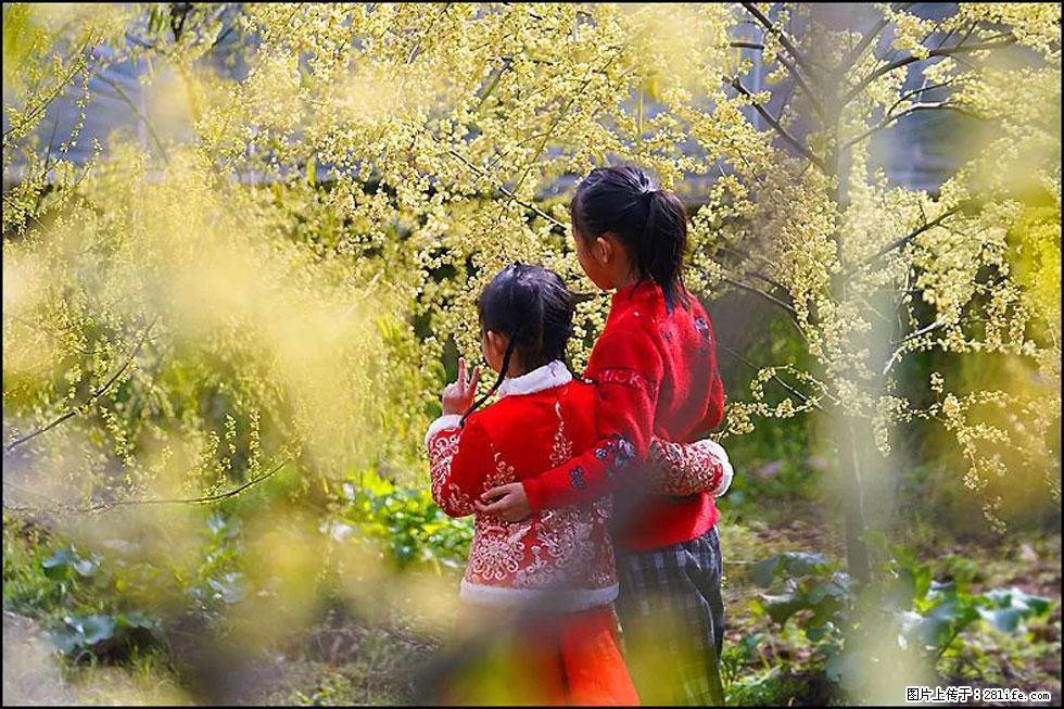 【春天，广西桂林灌阳县向您发出邀请！】米珠山前有片山苍子花在飘香 - 游山玩水 - 榆林生活社区 - 榆林28生活网 yl.28life.net