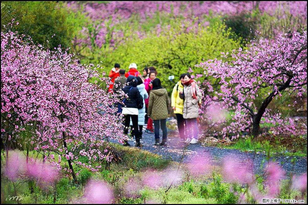 【春天，广西桂林灌阳县向您发出邀请！】官庄村有个醉美的桃花园 - 游山玩水 - 榆林生活社区 - 榆林28生活网 yl.28life.net