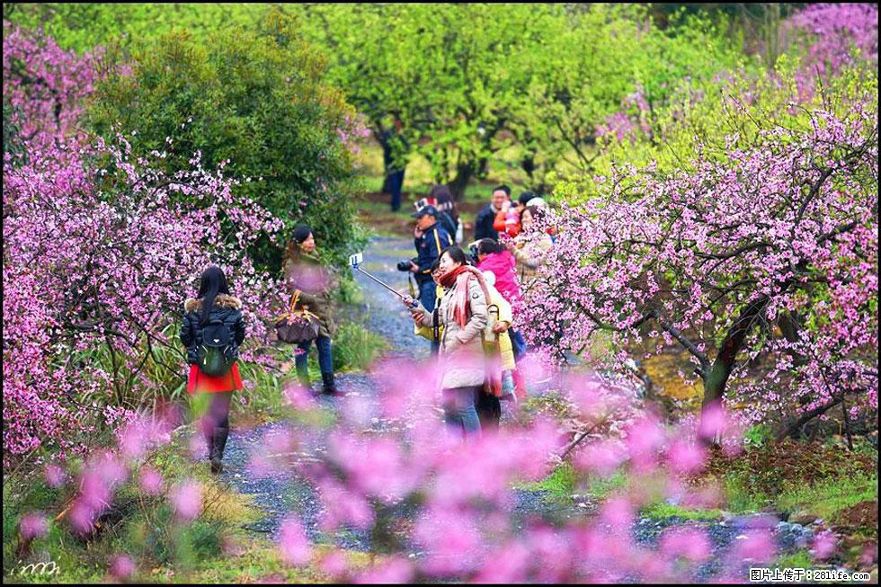 【春天，广西桂林灌阳县向您发出邀请！】官庄村有个醉美的桃花园 - 游山玩水 - 榆林生活社区 - 榆林28生活网 yl.28life.net