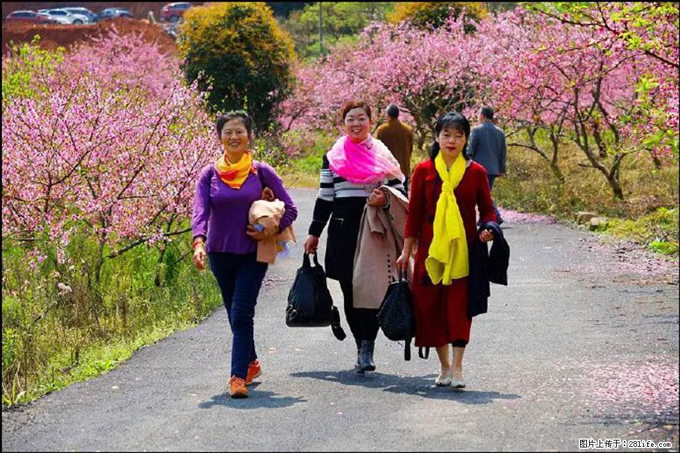 【春天，广西桂林灌阳县向您发出邀请！】官庄村有个醉美的桃花园 - 游山玩水 - 榆林生活社区 - 榆林28生活网 yl.28life.net