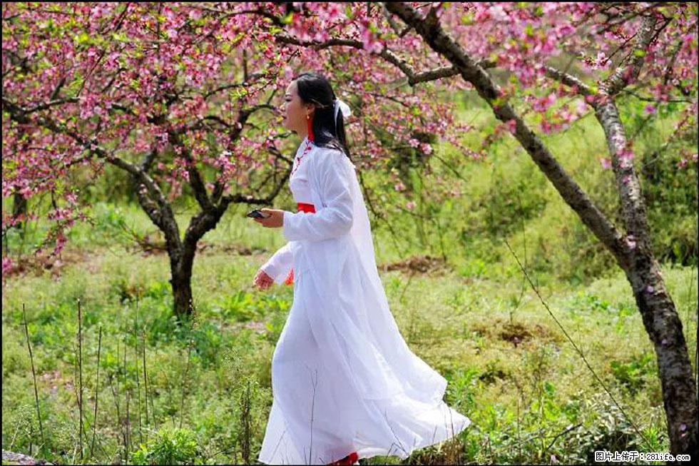 【春天，广西桂林灌阳县向您发出邀请！】官庄村有个醉美的桃花园 - 游山玩水 - 榆林生活社区 - 榆林28生活网 yl.28life.net
