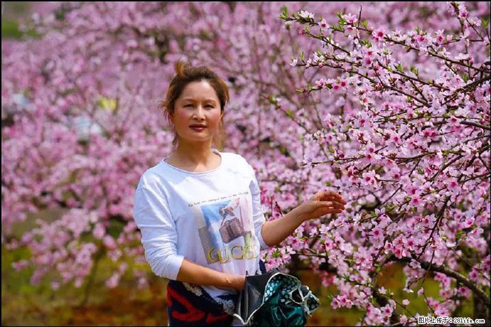 【春天，广西桂林灌阳县向您发出邀请！】官庄村有个醉美的桃花园 - 游山玩水 - 榆林生活社区 - 榆林28生活网 yl.28life.net