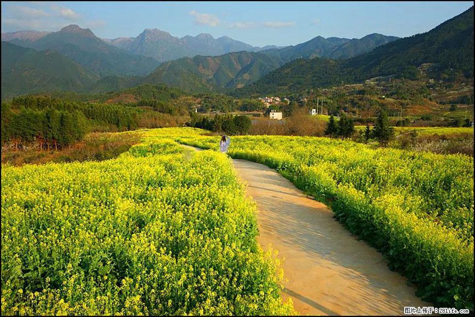 【春天，广西桂林灌阳县向您发出邀请！】长坪村油菜盛情花开 - 游山玩水 - 榆林生活社区 - 榆林28生活网 yl.28life.net