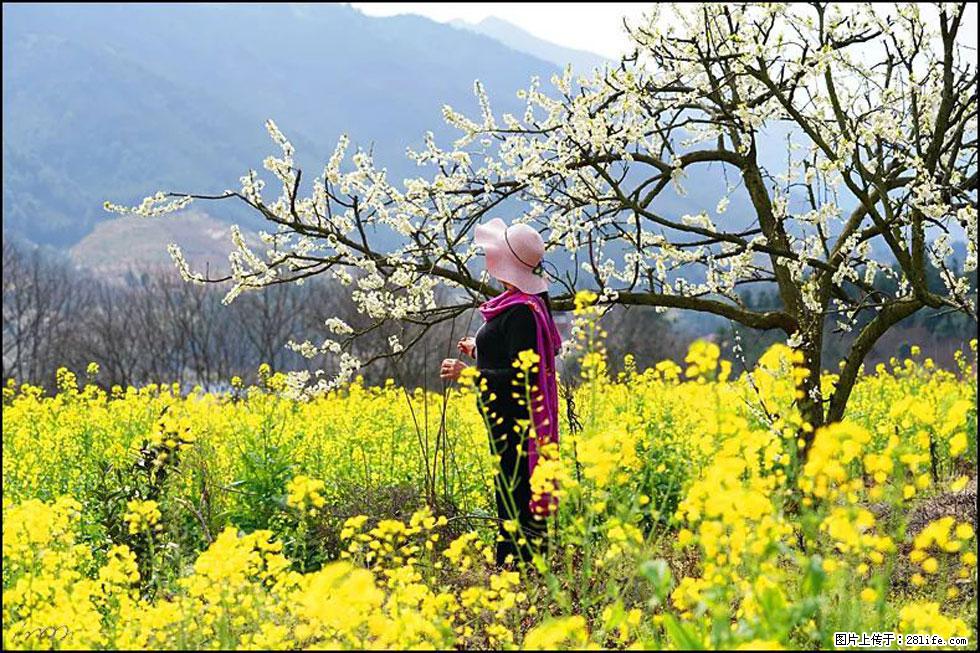 【春天，广西桂林灌阳县向您发出邀请！】长坪村油菜盛情花开 - 游山玩水 - 榆林生活社区 - 榆林28生活网 yl.28life.net