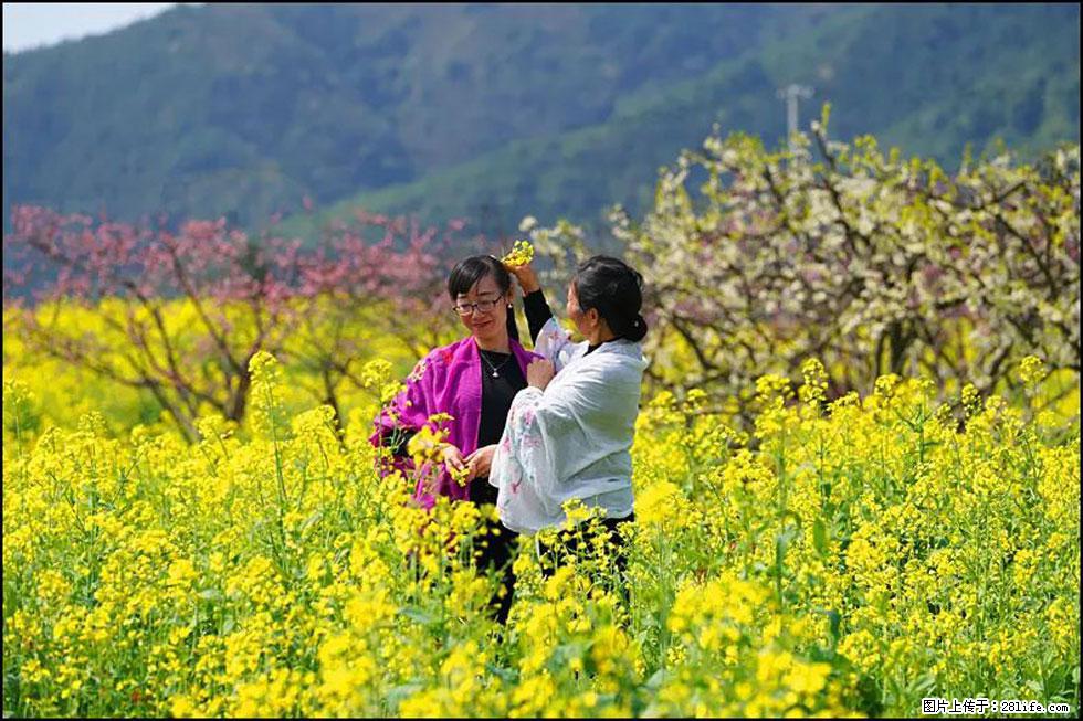【春天，广西桂林灌阳县向您发出邀请！】长坪村油菜盛情花开 - 游山玩水 - 榆林生活社区 - 榆林28生活网 yl.28life.net