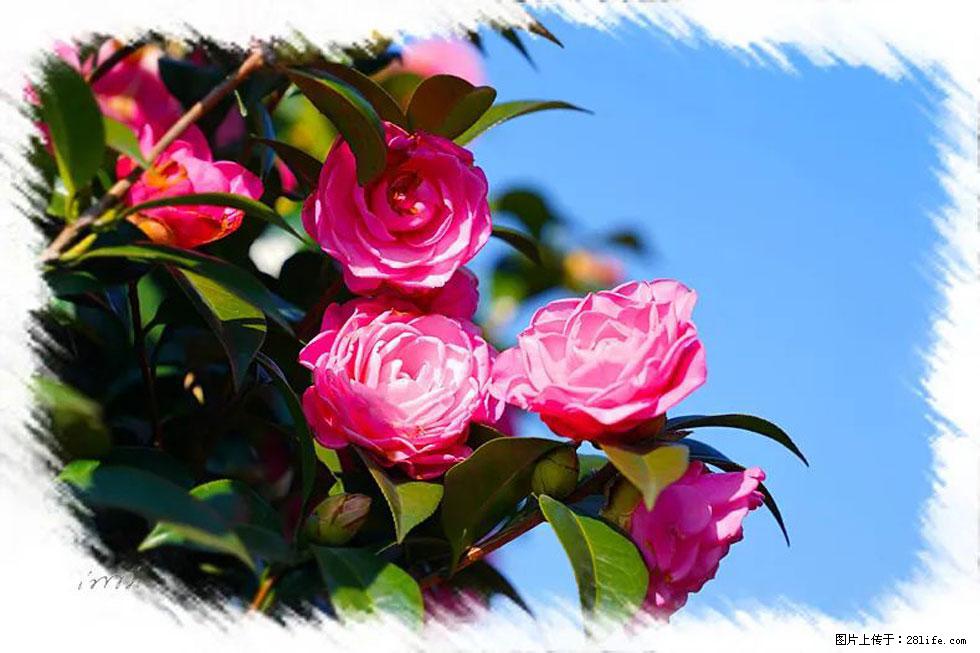 【春天，广西桂林灌阳县向您发出邀请！】杨柳井茶花惹人爱 - 游山玩水 - 榆林生活社区 - 榆林28生活网 yl.28life.net
