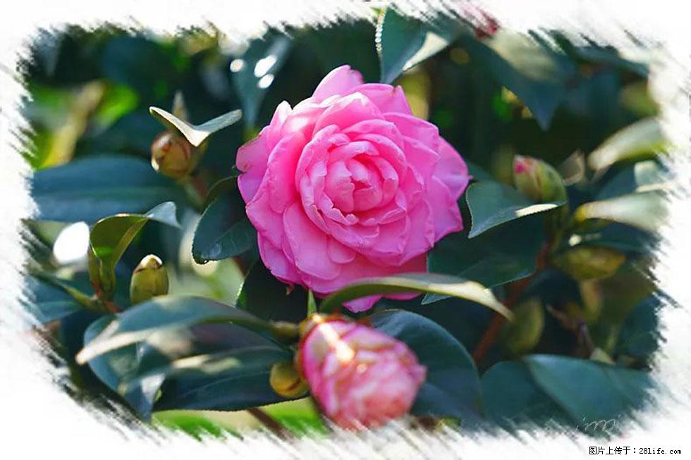 【春天，广西桂林灌阳县向您发出邀请！】杨柳井茶花惹人爱 - 游山玩水 - 榆林生活社区 - 榆林28生活网 yl.28life.net