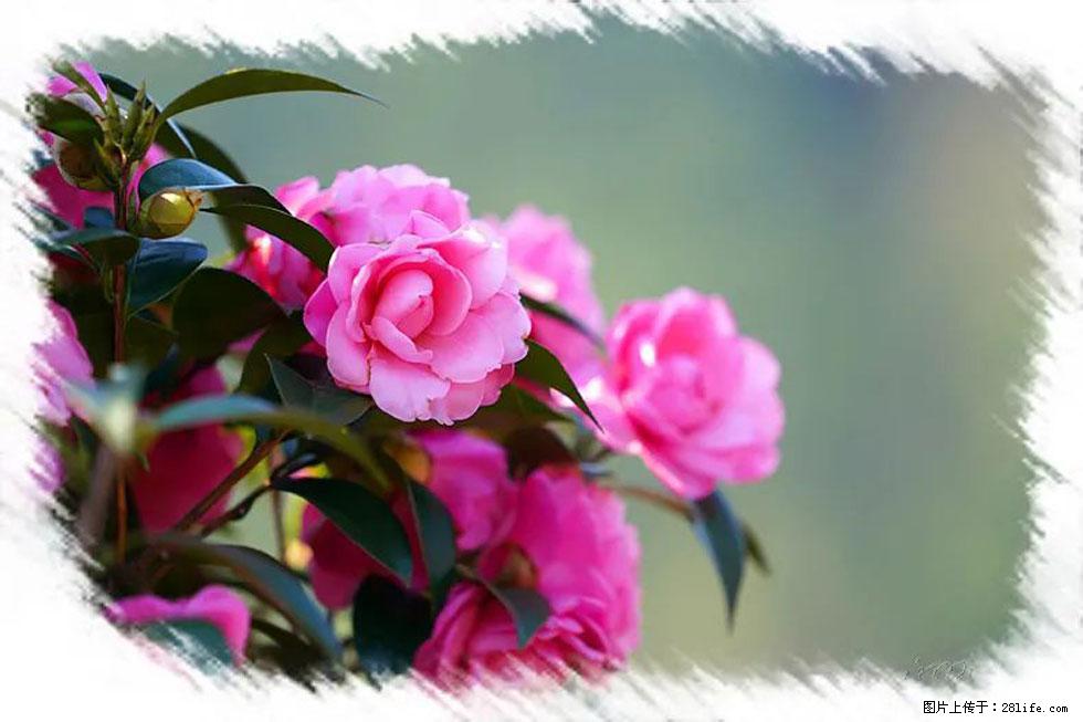 【春天，广西桂林灌阳县向您发出邀请！】杨柳井茶花惹人爱 - 游山玩水 - 榆林生活社区 - 榆林28生活网 yl.28life.net