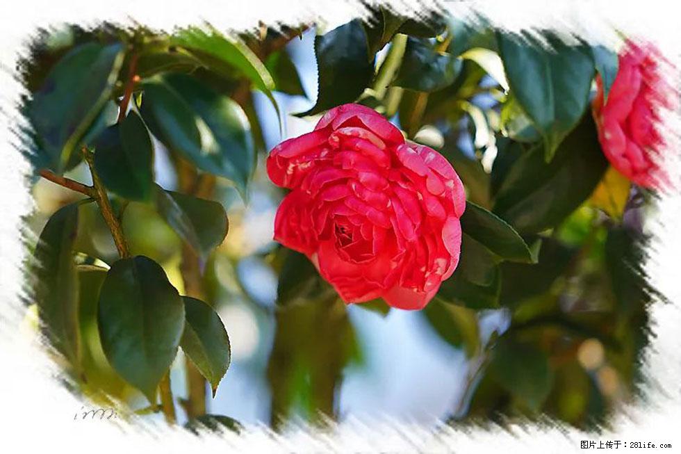 【春天，广西桂林灌阳县向您发出邀请！】杨柳井茶花惹人爱 - 游山玩水 - 榆林生活社区 - 榆林28生活网 yl.28life.net