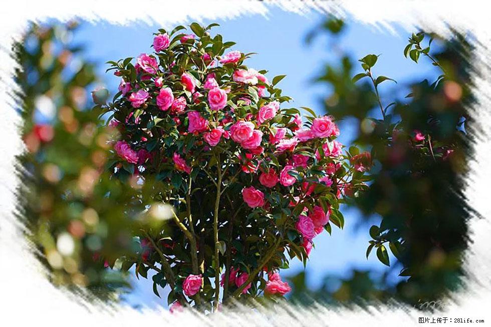 【春天，广西桂林灌阳县向您发出邀请！】杨柳井茶花惹人爱 - 游山玩水 - 榆林生活社区 - 榆林28生活网 yl.28life.net