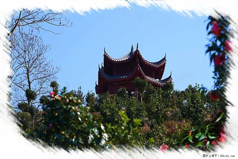 【春天，广西桂林灌阳县向您发出邀请！】杨柳井茶花惹人爱 - 游山玩水 - 榆林生活社区 - 榆林28生活网 yl.28life.net