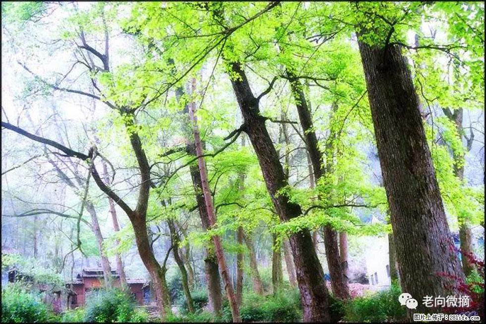 【春天，广西桂林灌阳县向您发出邀请！】在小龙村与春天约会 - 游山玩水 - 榆林生活社区 - 榆林28生活网 yl.28life.net
