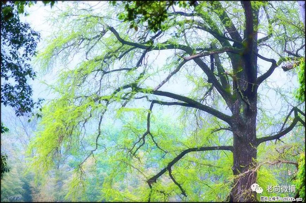 【春天，广西桂林灌阳县向您发出邀请！】在小龙村与春天约会 - 游山玩水 - 榆林生活社区 - 榆林28生活网 yl.28life.net