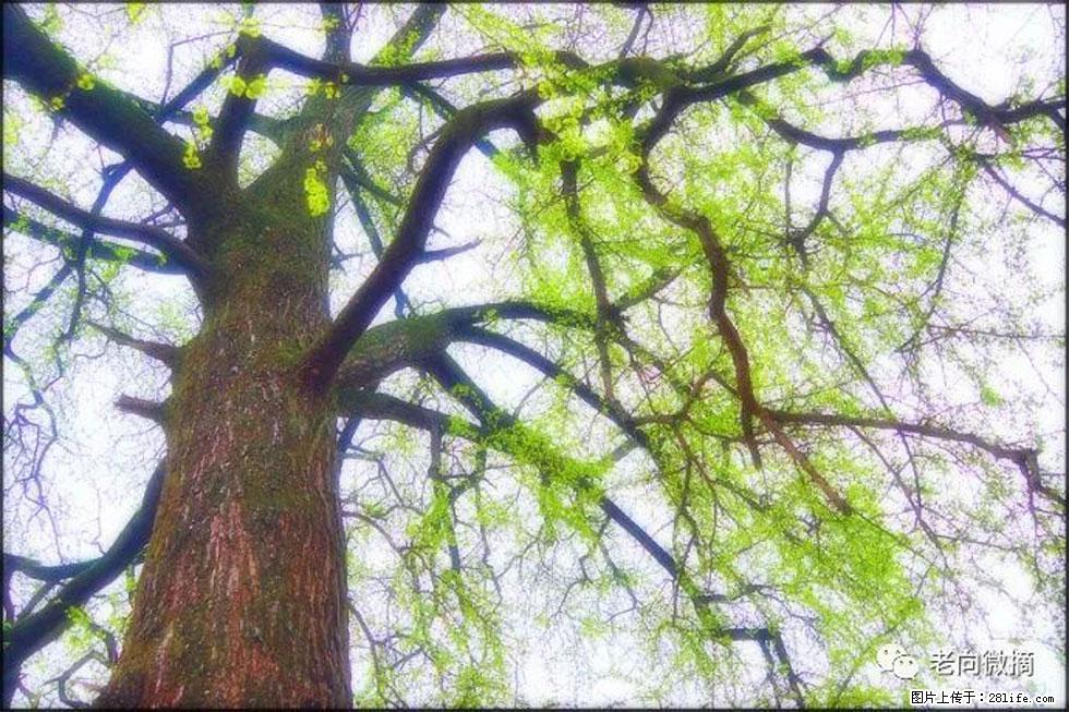 【春天，广西桂林灌阳县向您发出邀请！】在小龙村与春天约会 - 游山玩水 - 榆林生活社区 - 榆林28生活网 yl.28life.net