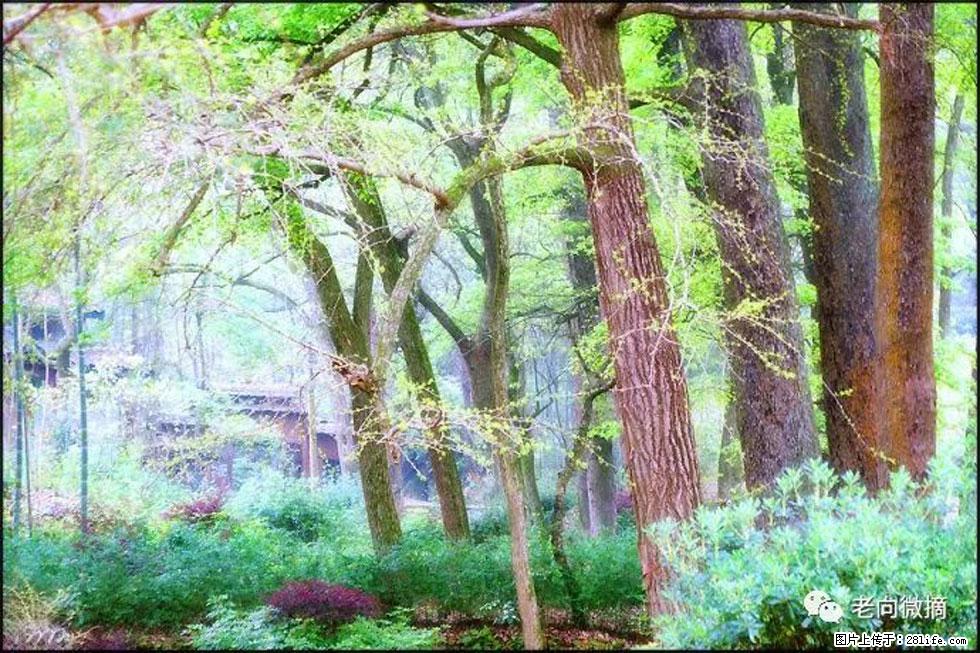 【春天，广西桂林灌阳县向您发出邀请！】在小龙村与春天约会 - 游山玩水 - 榆林生活社区 - 榆林28生活网 yl.28life.net