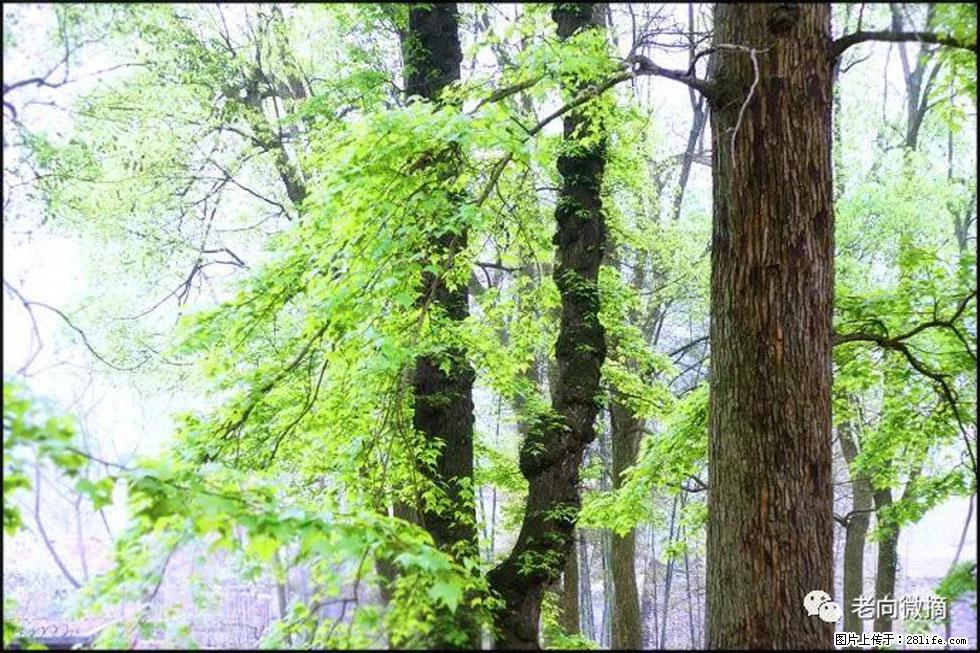 【春天，广西桂林灌阳县向您发出邀请！】在小龙村与春天约会 - 游山玩水 - 榆林生活社区 - 榆林28生活网 yl.28life.net