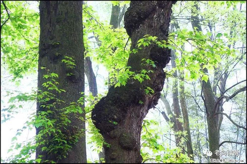 【春天，广西桂林灌阳县向您发出邀请！】在小龙村与春天约会 - 游山玩水 - 榆林生活社区 - 榆林28生活网 yl.28life.net