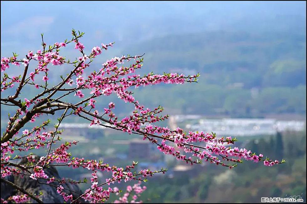 【春天，广西桂林灌阳县向您发出邀请！】望月岭上桃花开 - 游山玩水 - 榆林生活社区 - 榆林28生活网 yl.28life.net