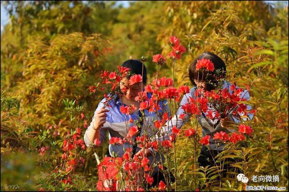 【春天，广西桂林灌阳县向您发出邀请！】登麒麟山，相约映山红 - 游山玩水 - 榆林生活社区 - 榆林28生活网 yl.28life.net