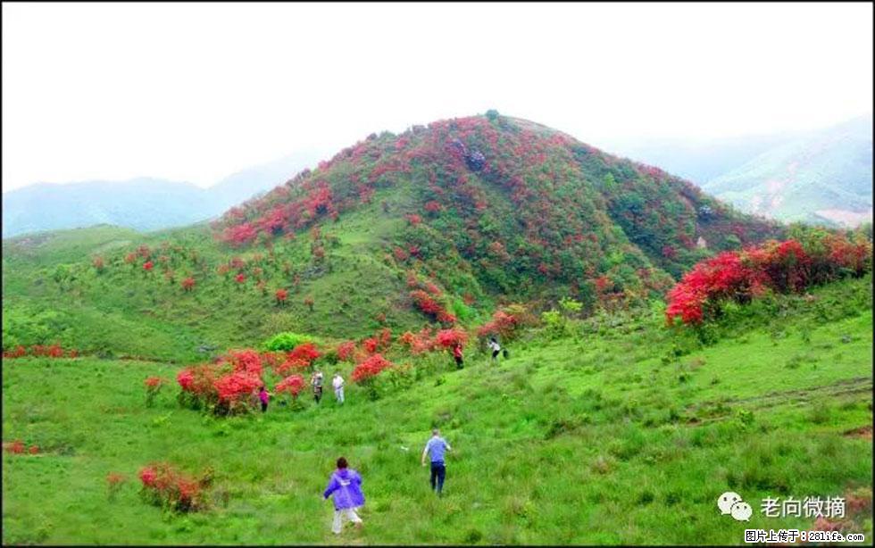 【春天，广西桂林灌阳县向您发出邀请！】宝盖山上映山红 - 游山玩水 - 榆林生活社区 - 榆林28生活网 yl.28life.net