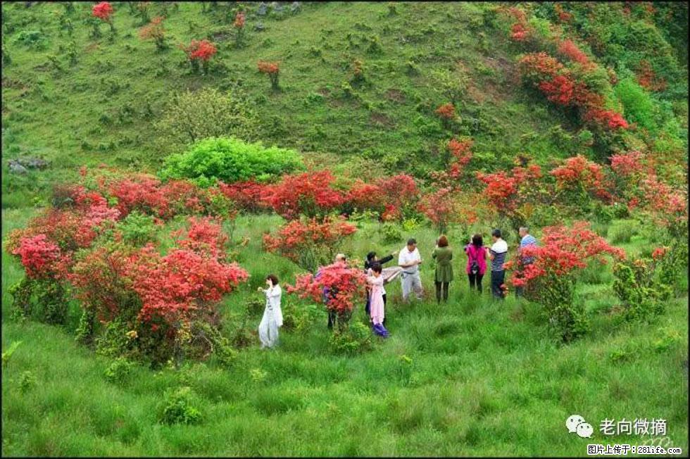 【春天，广西桂林灌阳县向您发出邀请！】宝盖山上映山红 - 游山玩水 - 榆林生活社区 - 榆林28生活网 yl.28life.net
