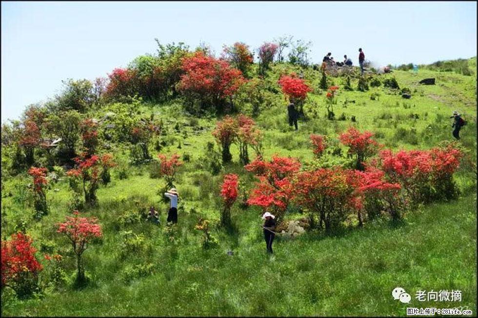 【春天，广西桂林灌阳县向您发出邀请！】宝盖山上映山红 - 游山玩水 - 榆林生活社区 - 榆林28生活网 yl.28life.net