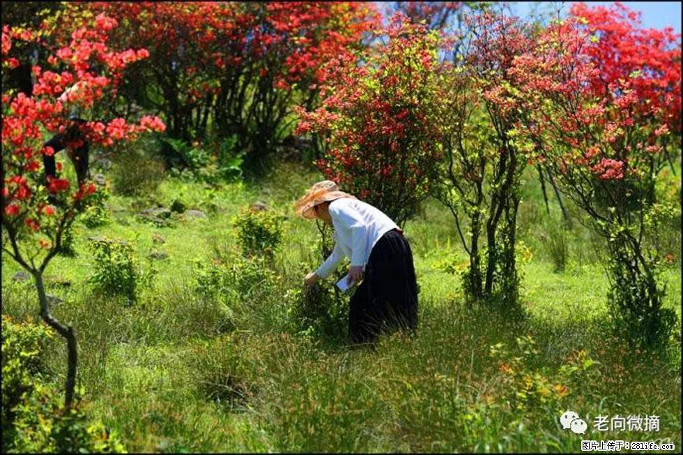 【春天，广西桂林灌阳县向您发出邀请！】宝盖山上映山红 - 游山玩水 - 榆林生活社区 - 榆林28生活网 yl.28life.net