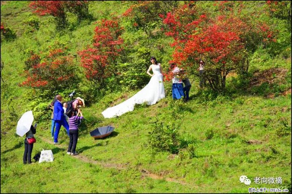 【春天，广西桂林灌阳县向您发出邀请！】宝盖山上映山红 - 游山玩水 - 榆林生活社区 - 榆林28生活网 yl.28life.net