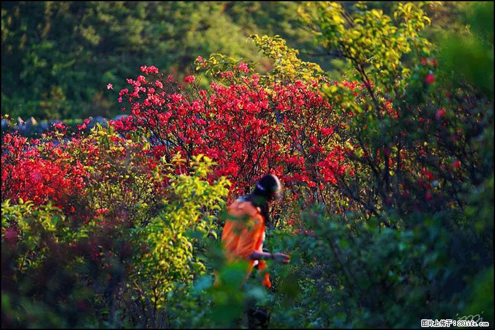 【春天，广西桂林灌阳县向您发出邀请！】春木界上映山红 - 游山玩水 - 榆林生活社区 - 榆林28生活网 yl.28life.net