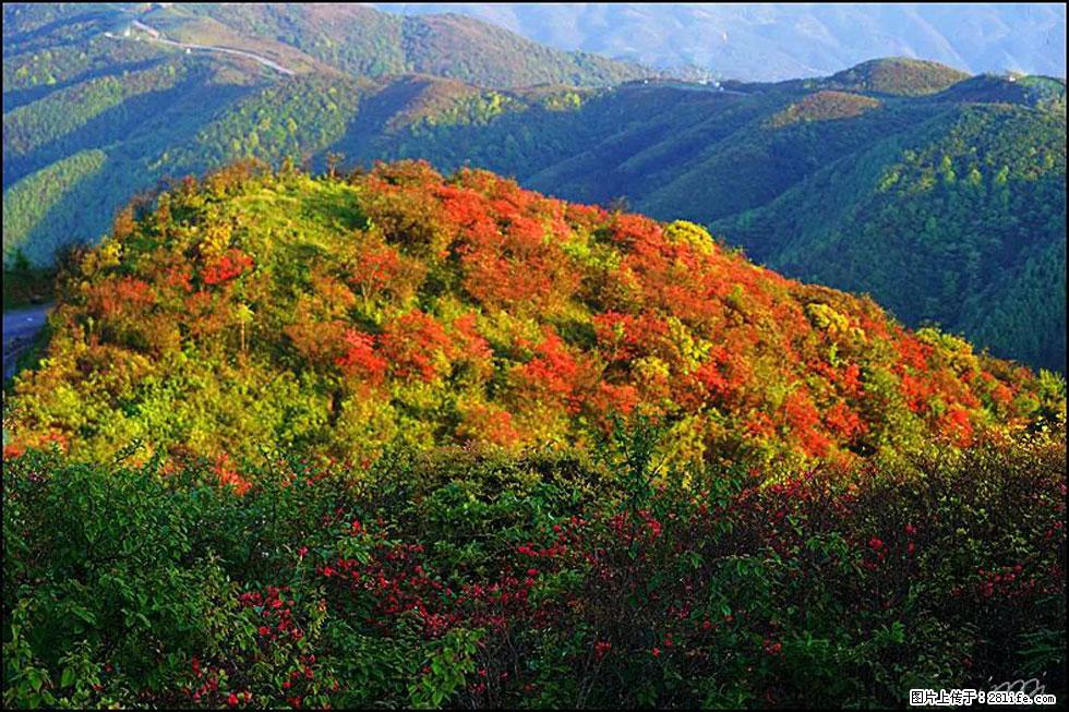 【春天，广西桂林灌阳县向您发出邀请！】春木界上映山红 - 游山玩水 - 榆林生活社区 - 榆林28生活网 yl.28life.net