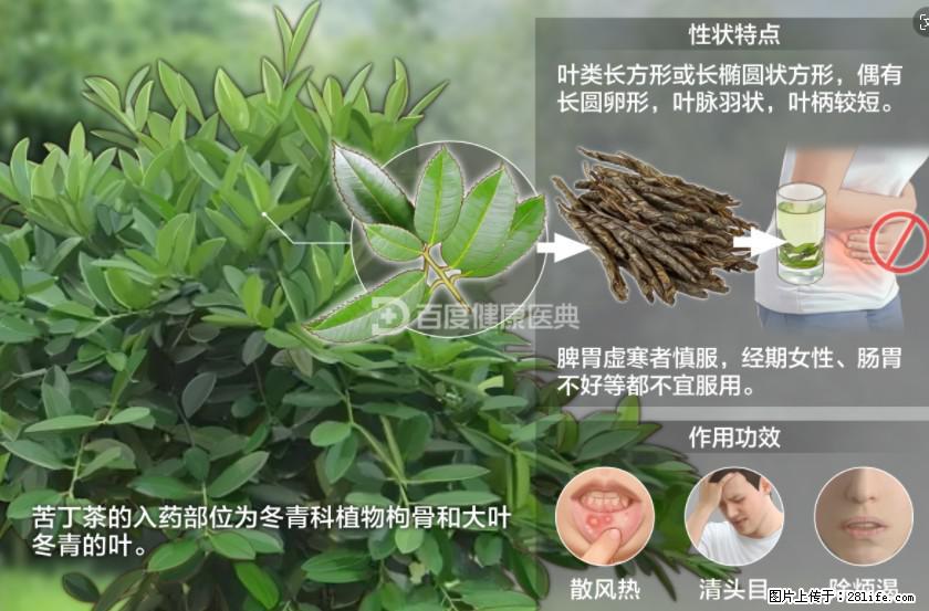 苦丁茶有哪些功效和作用 - 生活百科 - 榆林生活社区 - 榆林28生活网 yl.28life.net