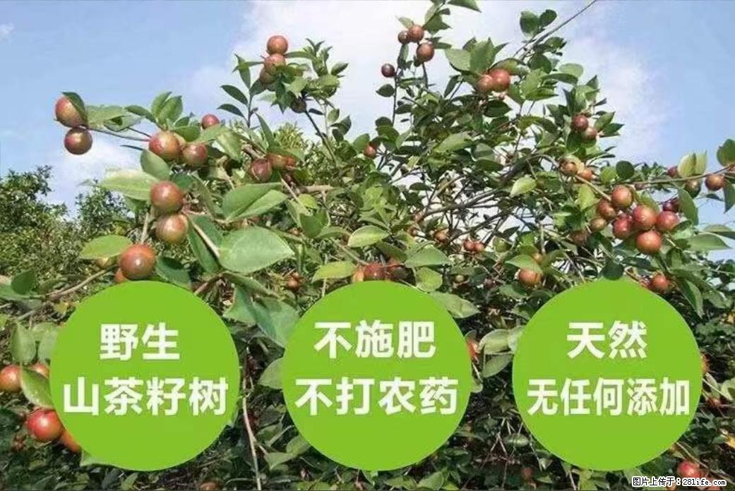 【灌阳县油茶产业示范区】一个有着充实的精神生活的人，对待身外之物自会有一种淡泊的态度 - 美食天地 - 榆林生活社区 - 榆林28生活网 yl.28life.net