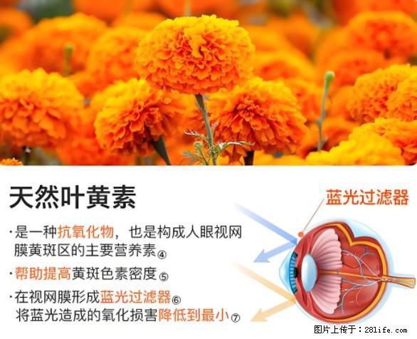 叶黄素有什么功效和作用 - 生活百科 - 榆林生活社区 - 榆林28生活网 yl.28life.net