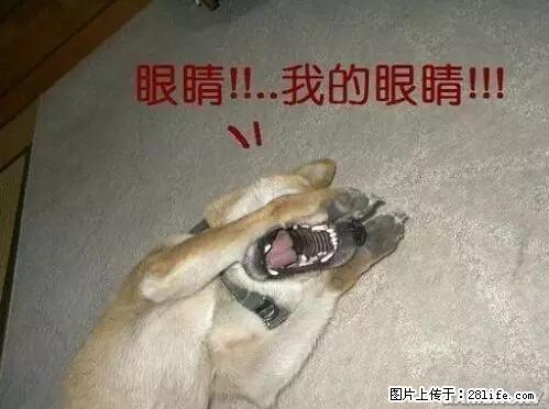 笑癫了！一女的怀孕三年未生，他终于忍不住了... - 娱乐八卦 - 榆林生活社区 - 榆林28生活网 yl.28life.net
