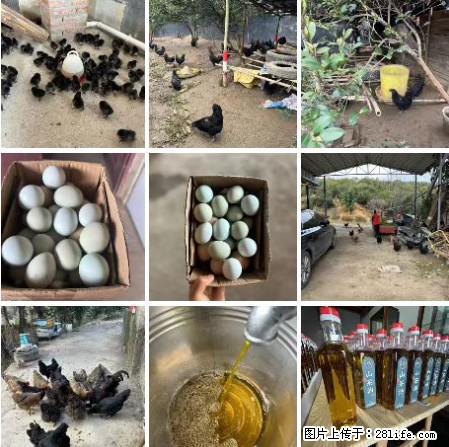 油茶园从小鸡仔开始养起的纯土鸡、土鸡蛋可以预定啦！还有前几天刚榨的纯山茶油哦 - 美食天地 - 榆林生活社区 - 榆林28生活网 yl.28life.net