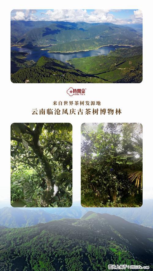 时间果百年古树2025年春红茶 - 购物交流 - 榆林生活社区 - 榆林28生活网 yl.28life.net