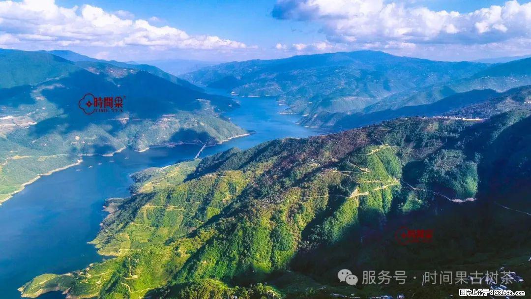 时间果百年古树龙珠普洱生茶 - 购物交流 - 榆林生活社区 - 榆林28生活网 yl.28life.net