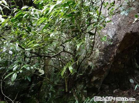 平乐石崖茶,珍贵仅次于金花茶 - 榆林生活资讯 - 榆林28生活网 yl.28life.net