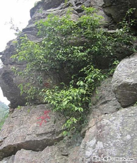 平乐石崖茶,珍贵仅次于金花茶 - 榆林生活资讯 - 榆林28生活网 yl.28life.net