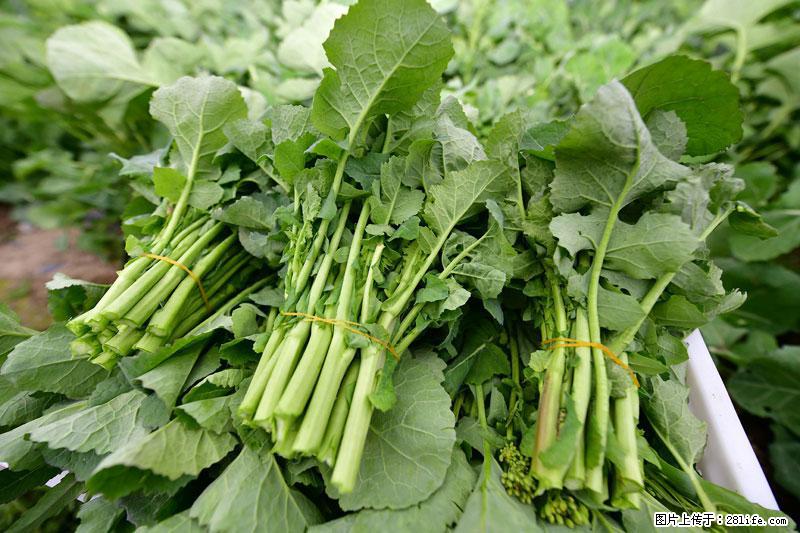 这些蔬菜是“天然钙片”，这6种被医生重点推荐 - 榆林生活资讯 - 榆林28生活网 yl.28life.net